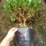 福建花卉绿植苗木绿化基地直销260杯西洋杜鹃杨梅红樱桃红