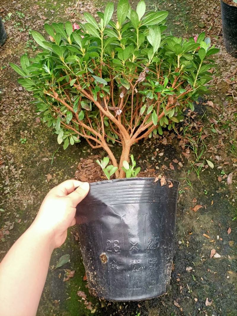 福建花卉绿植苗木绿化基地直销260杯西洋杜鹃杨梅红樱桃红