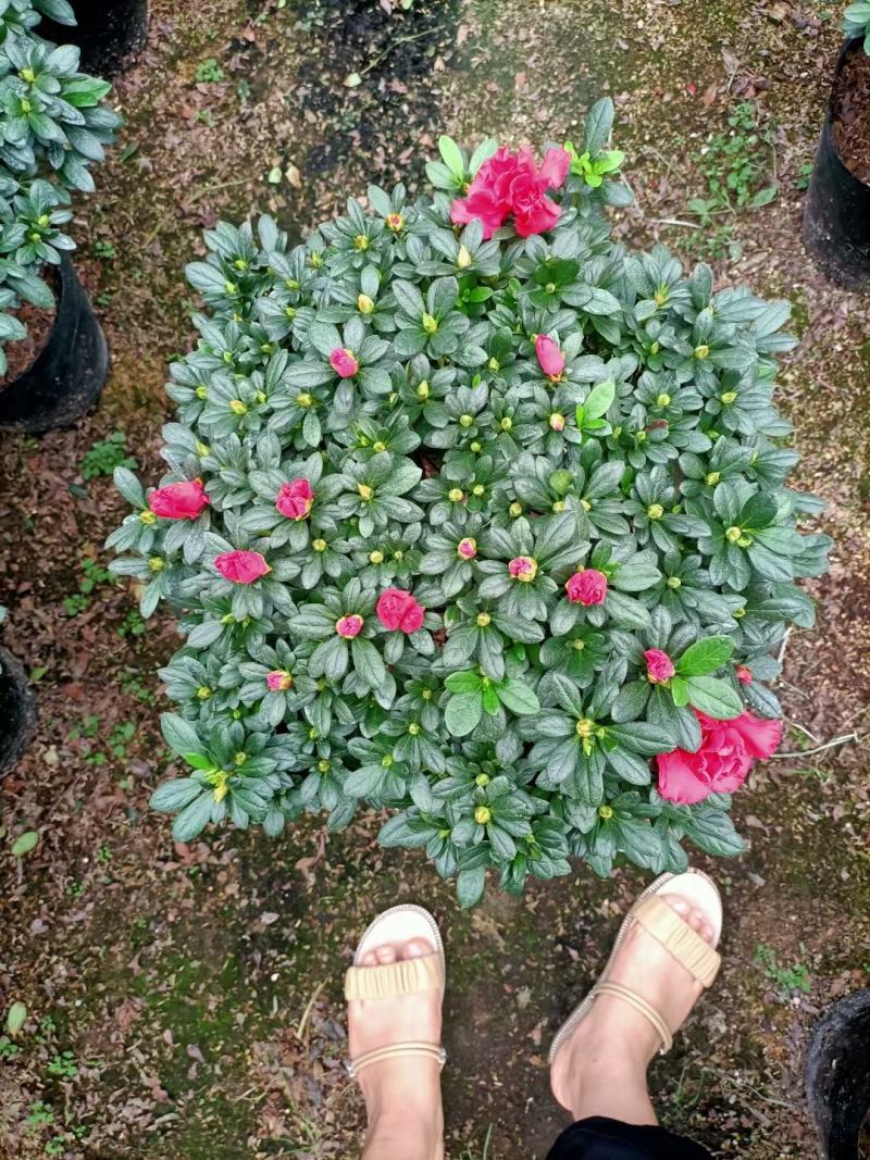 福建花卉绿植苗木绿化基地直销260杯西洋杜鹃杨梅红樱桃红