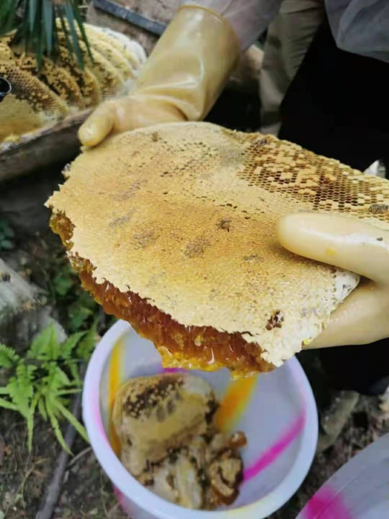 秦岭老巢土蜂蜜，无任何添加，假一赔十，真正的土蜂蜜
