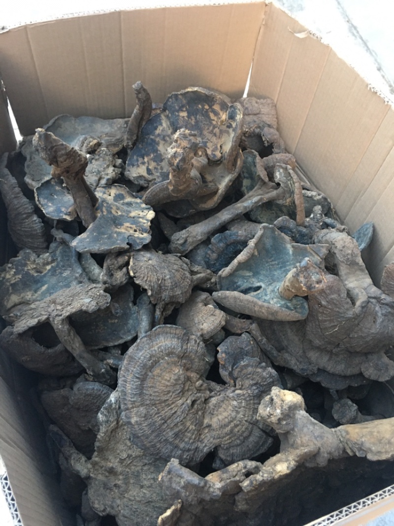香血灵芝纯野生的产地直销现货供应