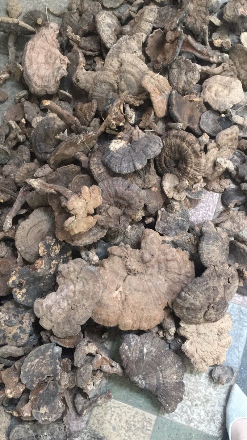 香血灵芝纯野生的产地直销现货供应