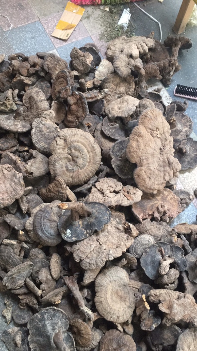 香血灵芝纯野生的产地直销现货供应
