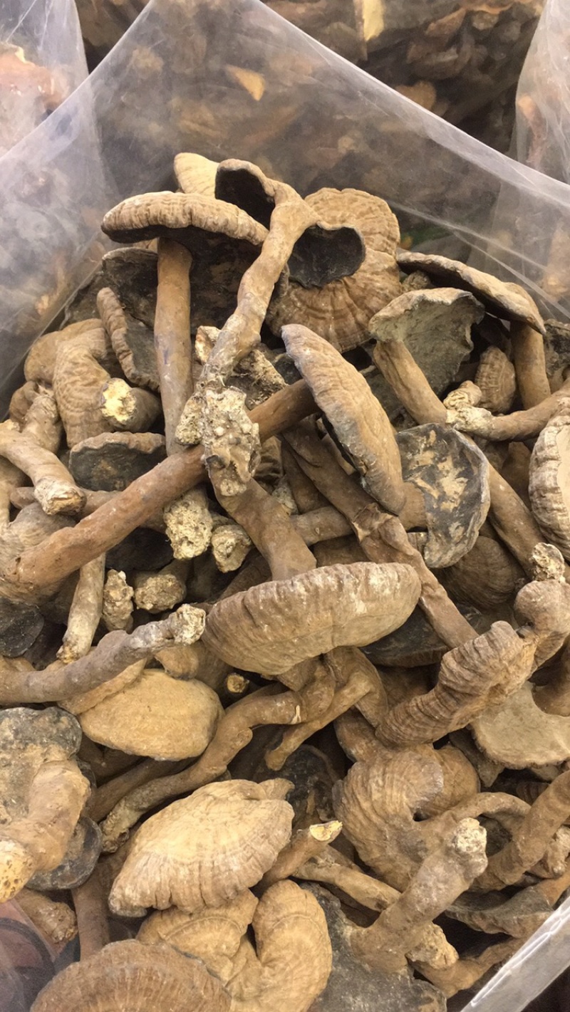 香血灵芝纯野生的产地直销现货供应