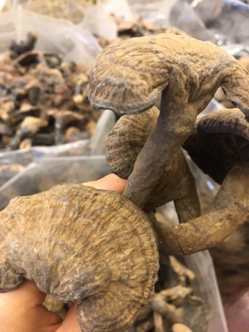 香血灵芝纯野生的产地直销现货供应
