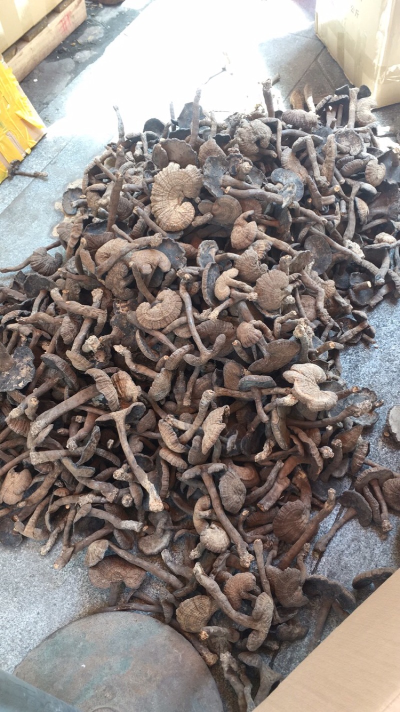 香血灵芝纯野生的产地直销现货供应