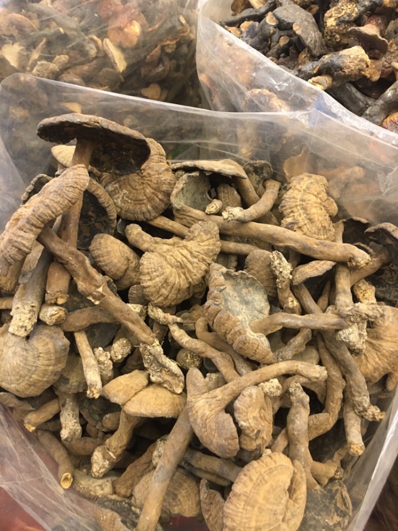 香血灵芝纯野生的产地直销现货供应