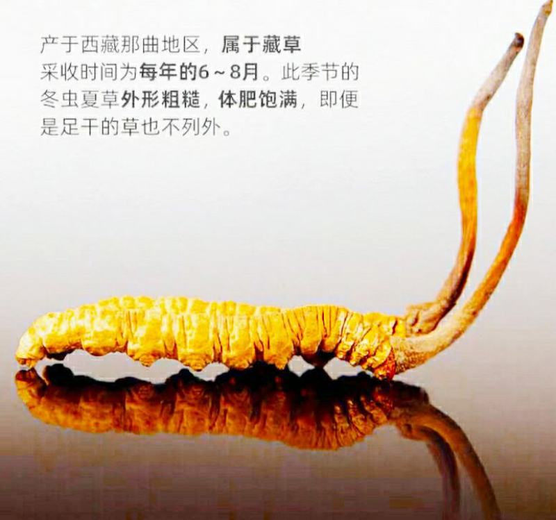 西藏那曲冬虫夏草优质干虫草（9元1根包邮）