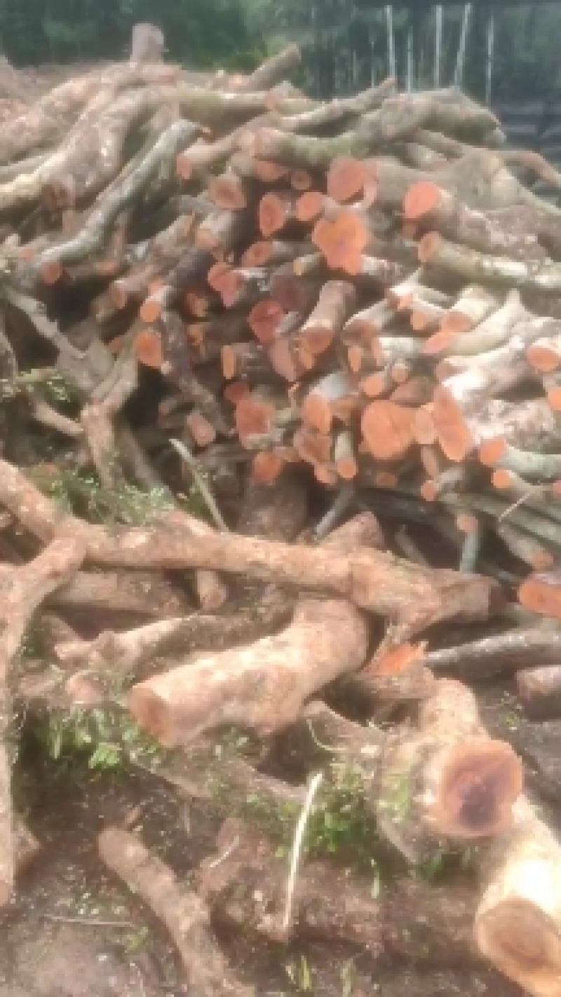 纯荔枝原木环保炭，火候持久耐用，无火花，现已有大量货源。