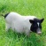 巴马猪生态散养肉质香甜公母通货