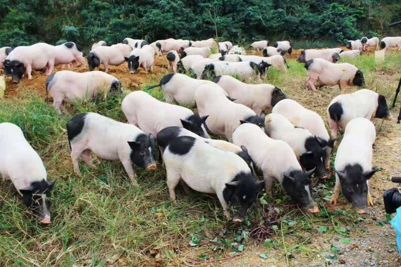 巴马猪生态散养肉质香甜公母通货
