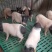 巴马猪生态散养肉质香甜公母通货