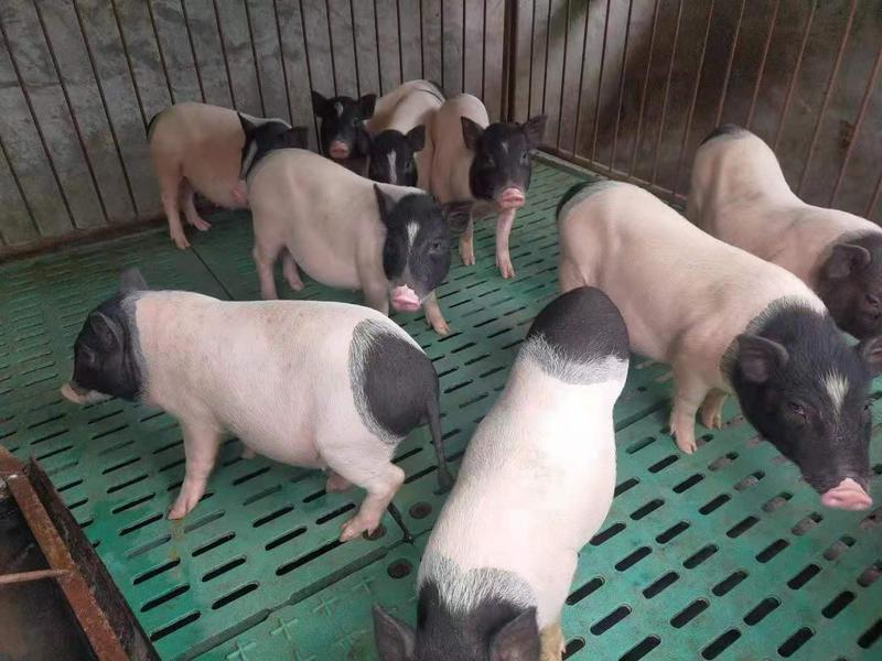 巴马猪生态散养肉质香甜公母通货