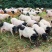 巴马猪生态散养肉质香甜公母通货