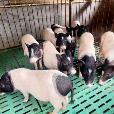 巴马猪生态散养肉质香甜公母通货