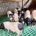 巴马猪生态散养肉质香甜公母通货