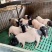 巴马猪生态散养肉质香甜公母通货