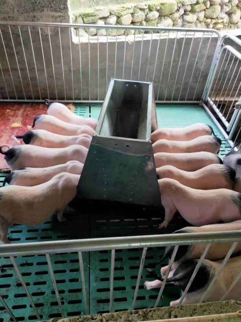巴马猪生态散养肉质香甜公母通货