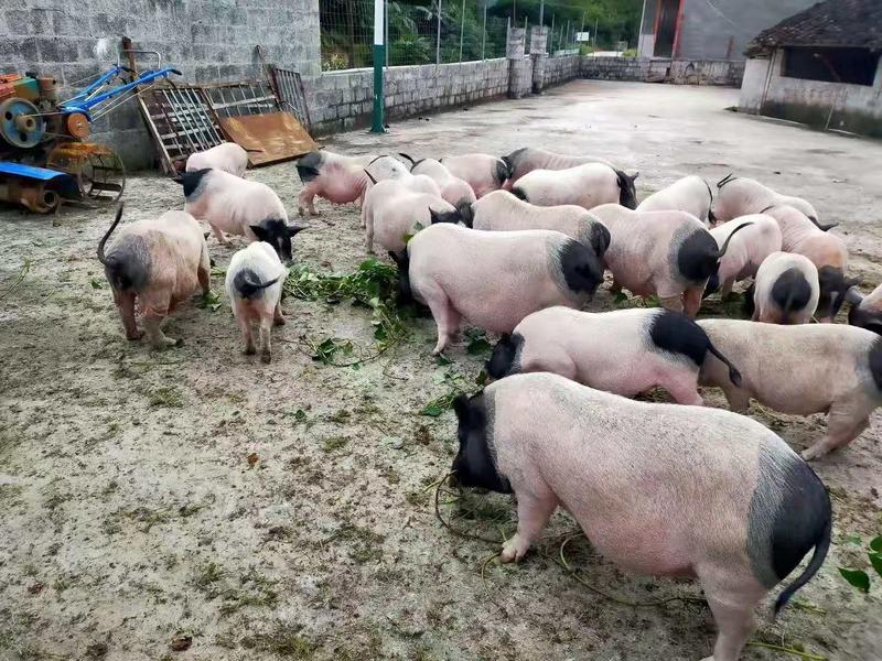 巴马猪生态散养肉质香甜公母通货