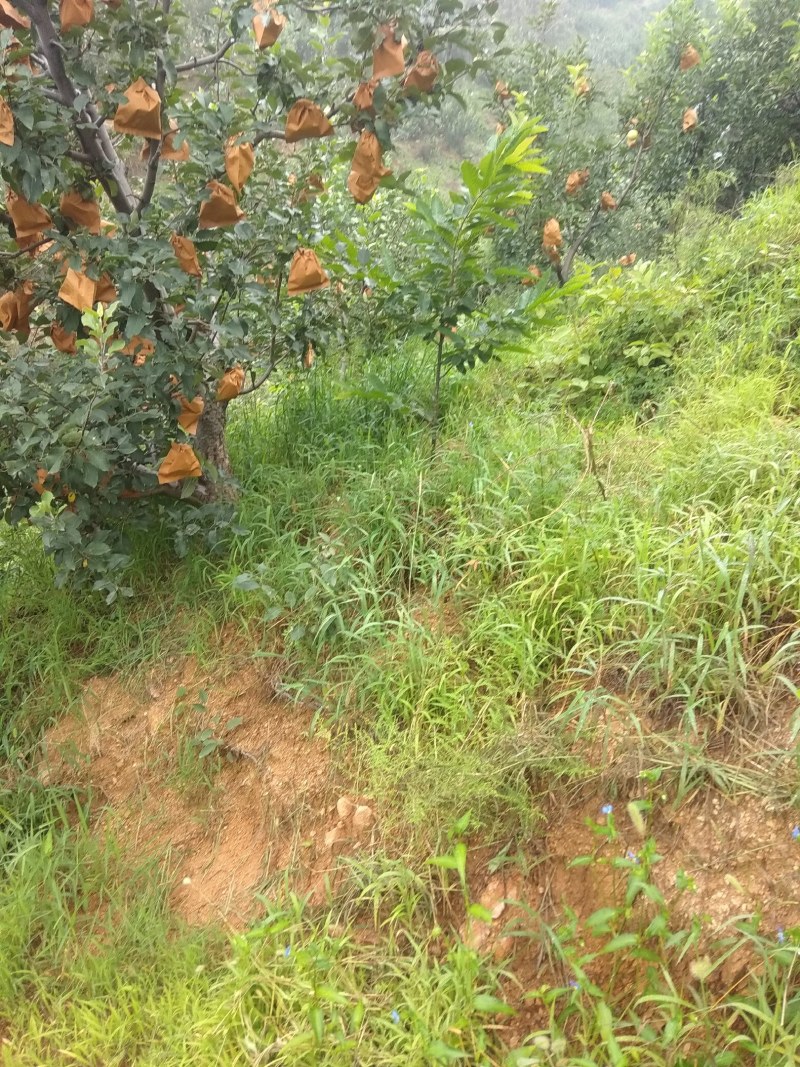 青龙大山，苹果热卖中快来购买晚了就买不到了
