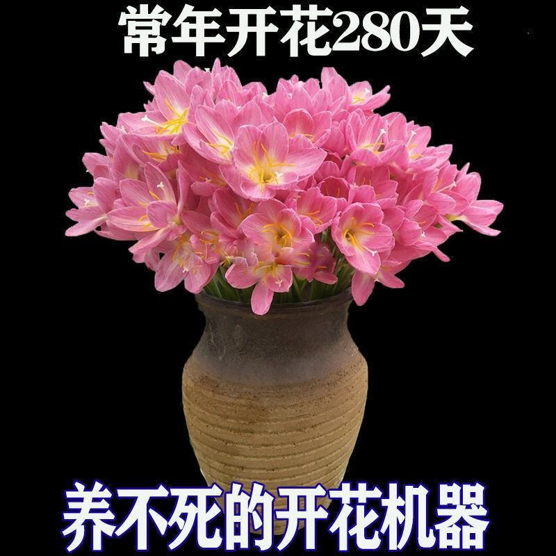 清香型四季开花重瓣风雨兰种球庭院阳台盆栽花卉植物好养易活