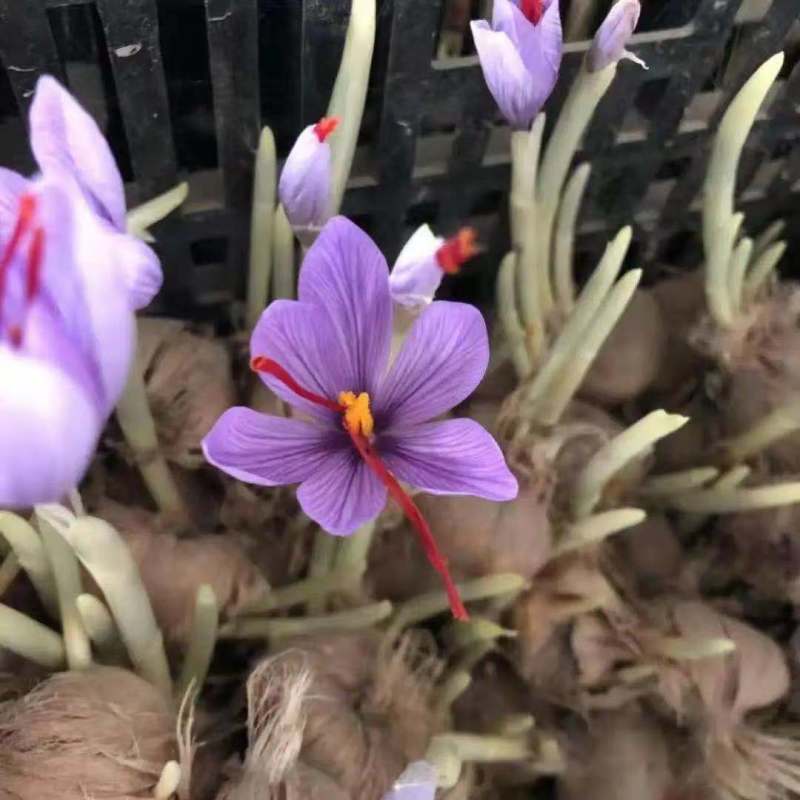 【超好养】藏红花种球番红花种子药用食用四季种植耐寒花卉