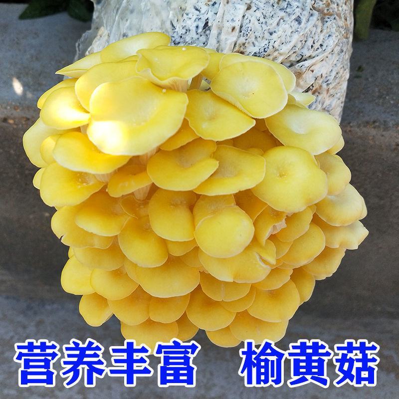 【不出包赔】蘑菇菌包四季室内蘑菇种植食用菌棒菌菇包蘑菇种