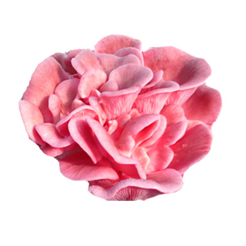 【不出包赔】蘑菇菌包四季室内蘑菇种植食用菌棒菌菇包蘑菇种