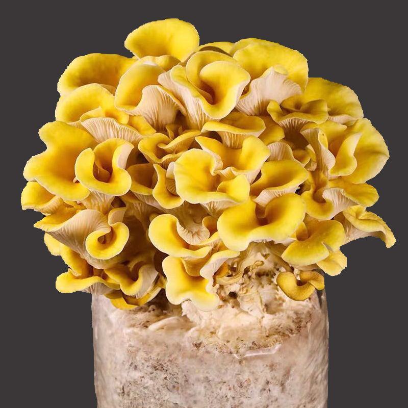 【不出包赔】蘑菇菌包四季室内蘑菇种植食用菌棒菌菇包蘑菇种
