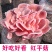【不出包赔】蘑菇菌包四季室内蘑菇种植食用菌棒菌菇包蘑菇种