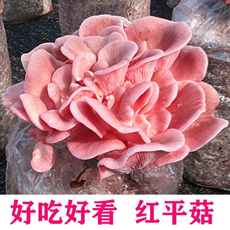 【不出包赔】蘑菇菌包四季室内蘑菇种植食用菌棒菌菇包蘑菇种
