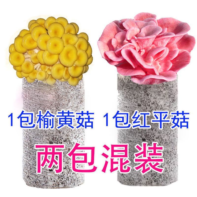 【不出包赔】蘑菇菌包四季室内蘑菇种植食用菌棒菌菇包蘑菇种