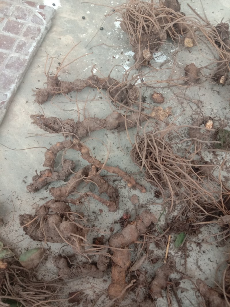 陕西北硃砂点苍术种苗