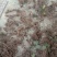陕西北硃砂点苍术种苗