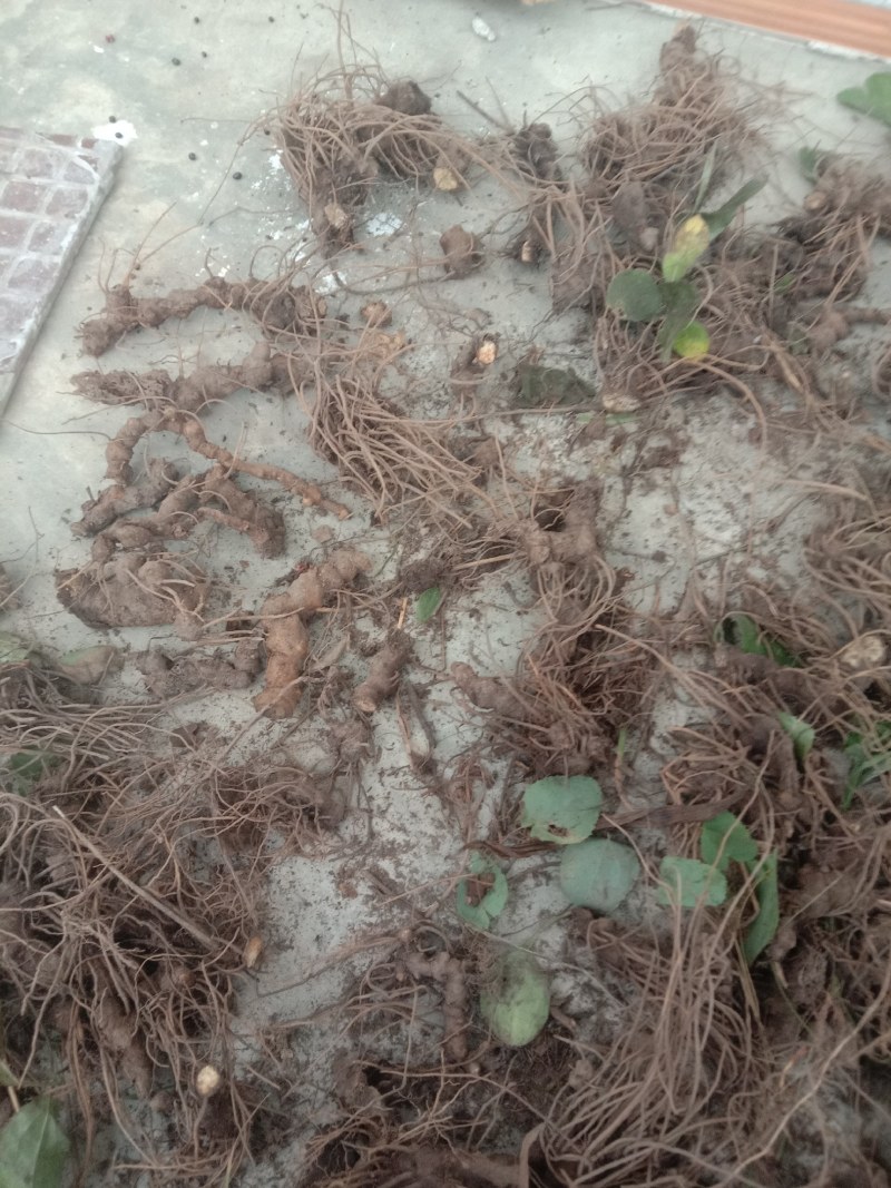 陕西北硃砂点苍术种苗