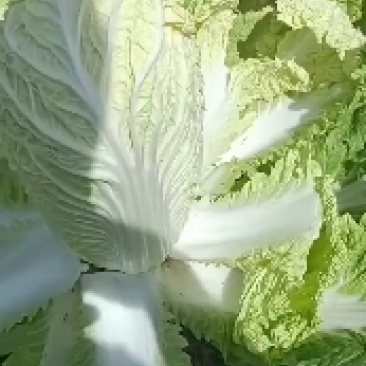 高原夏菜质量很好颜色好看，