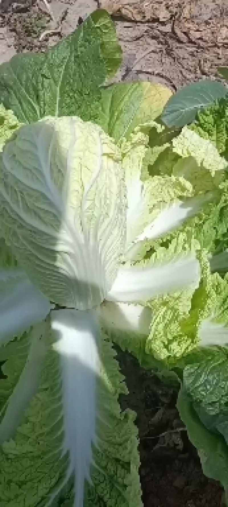 高原夏菜质量很好颜色好看，
