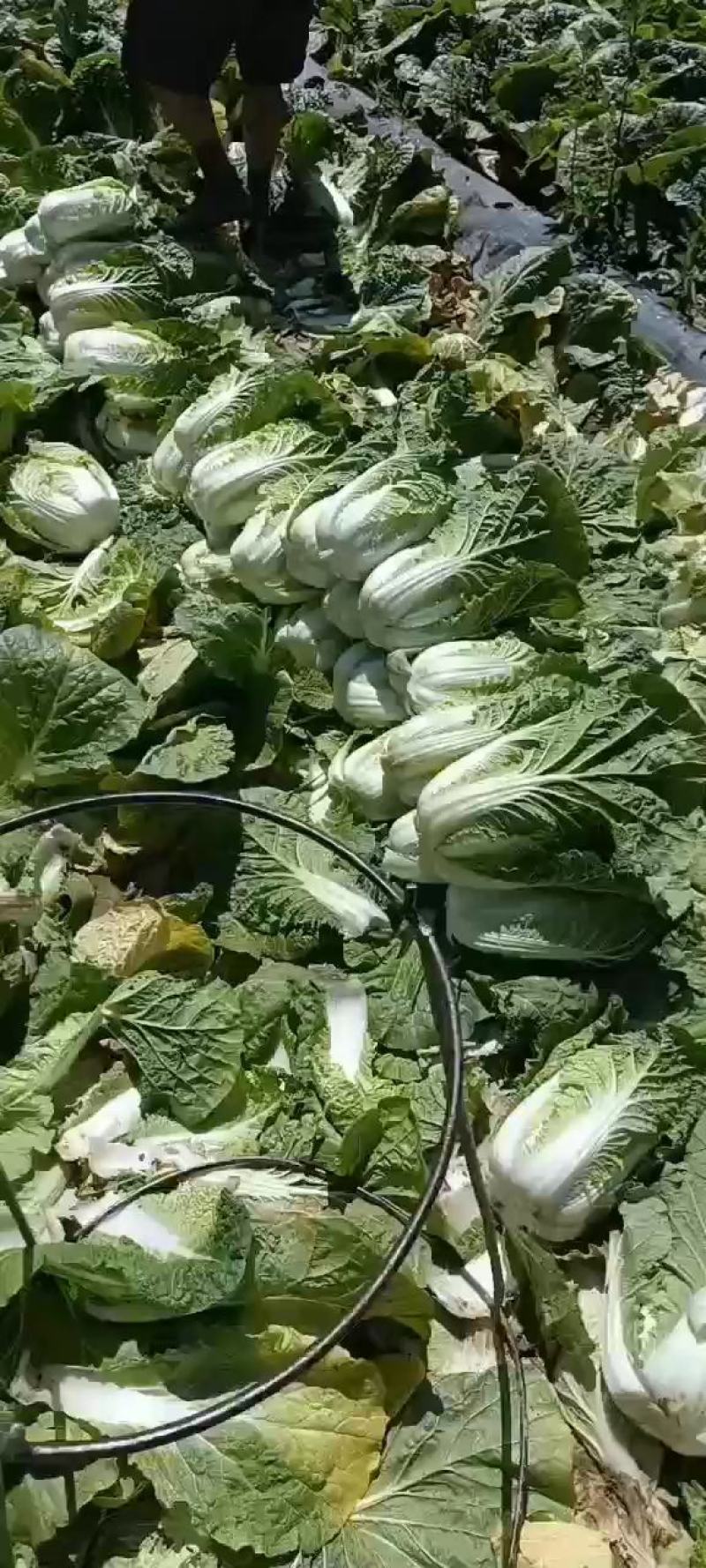 高原夏菜质量很好颜色好看，