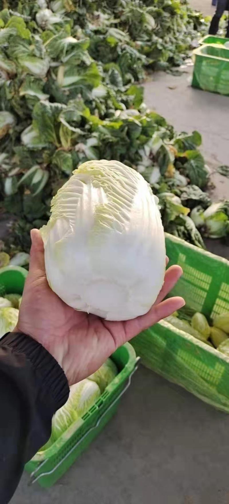 高原夏菜质量很好颜色好看，