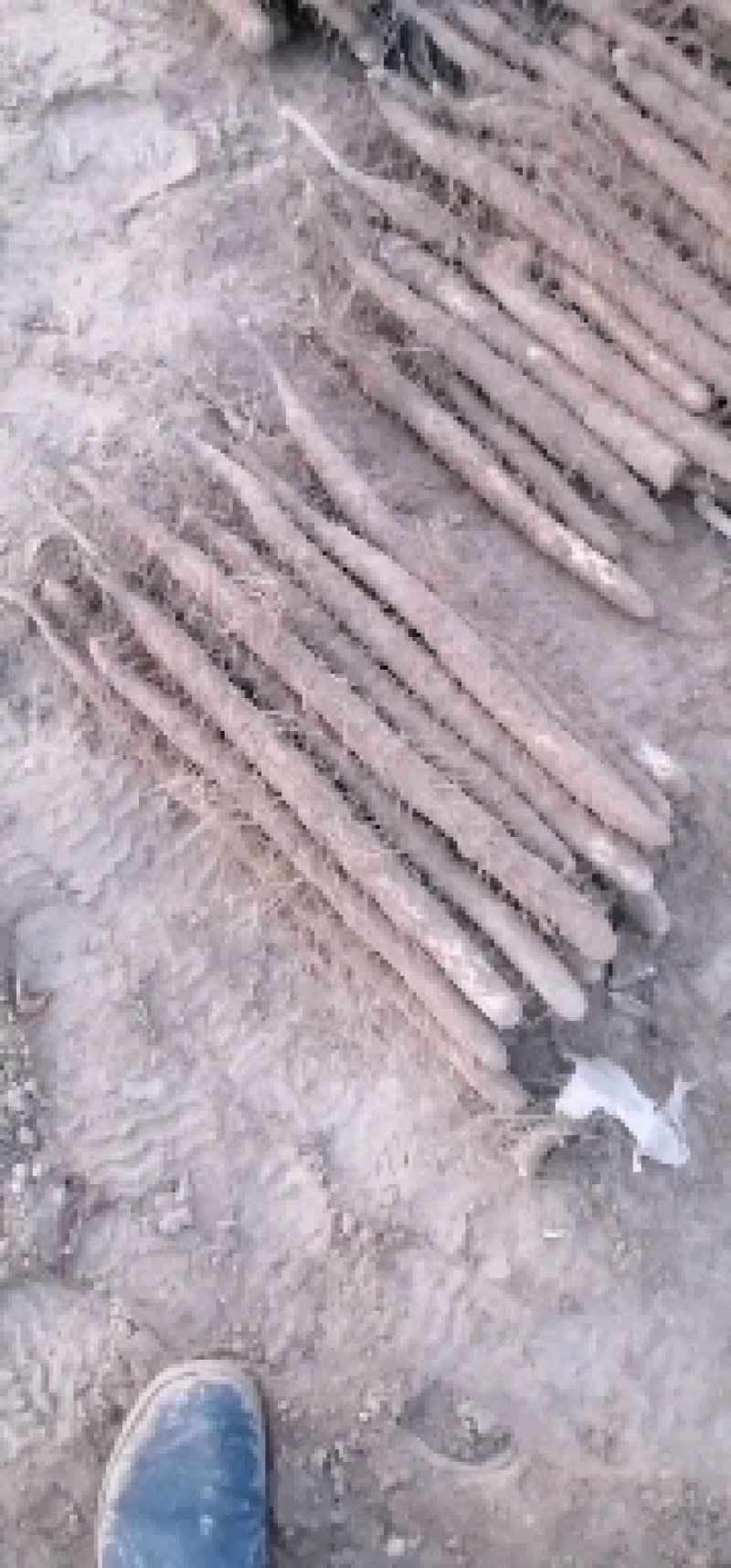 山药-棒药，紫药，双胞产地直销，全国代收代发