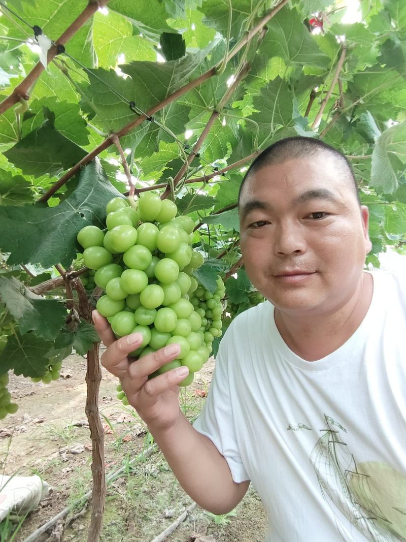 【阳光玫瑰葡萄】河南阳光玫瑰，大量上市中欢迎商超前来采购