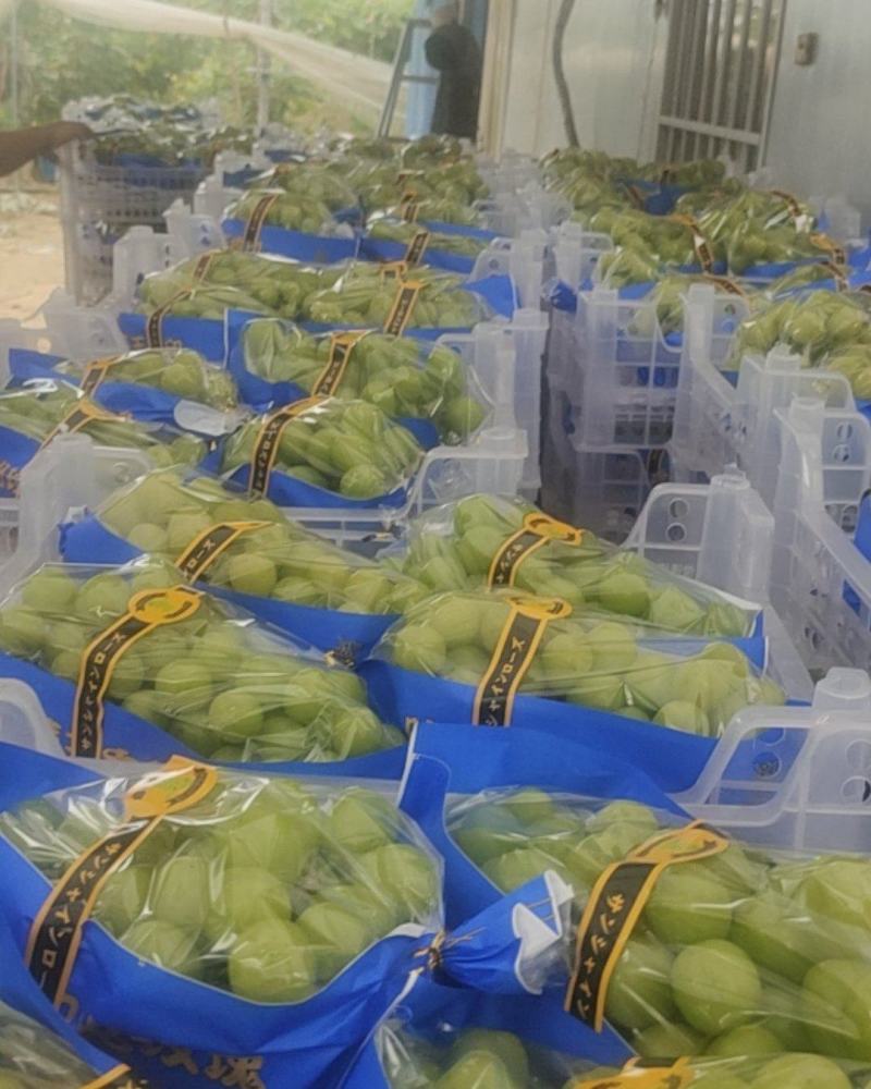 【阳光玫瑰葡萄】河南阳光玫瑰，大量上市中欢迎商超前来采购