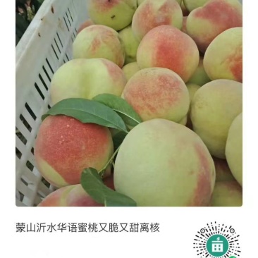 沂水华语桃