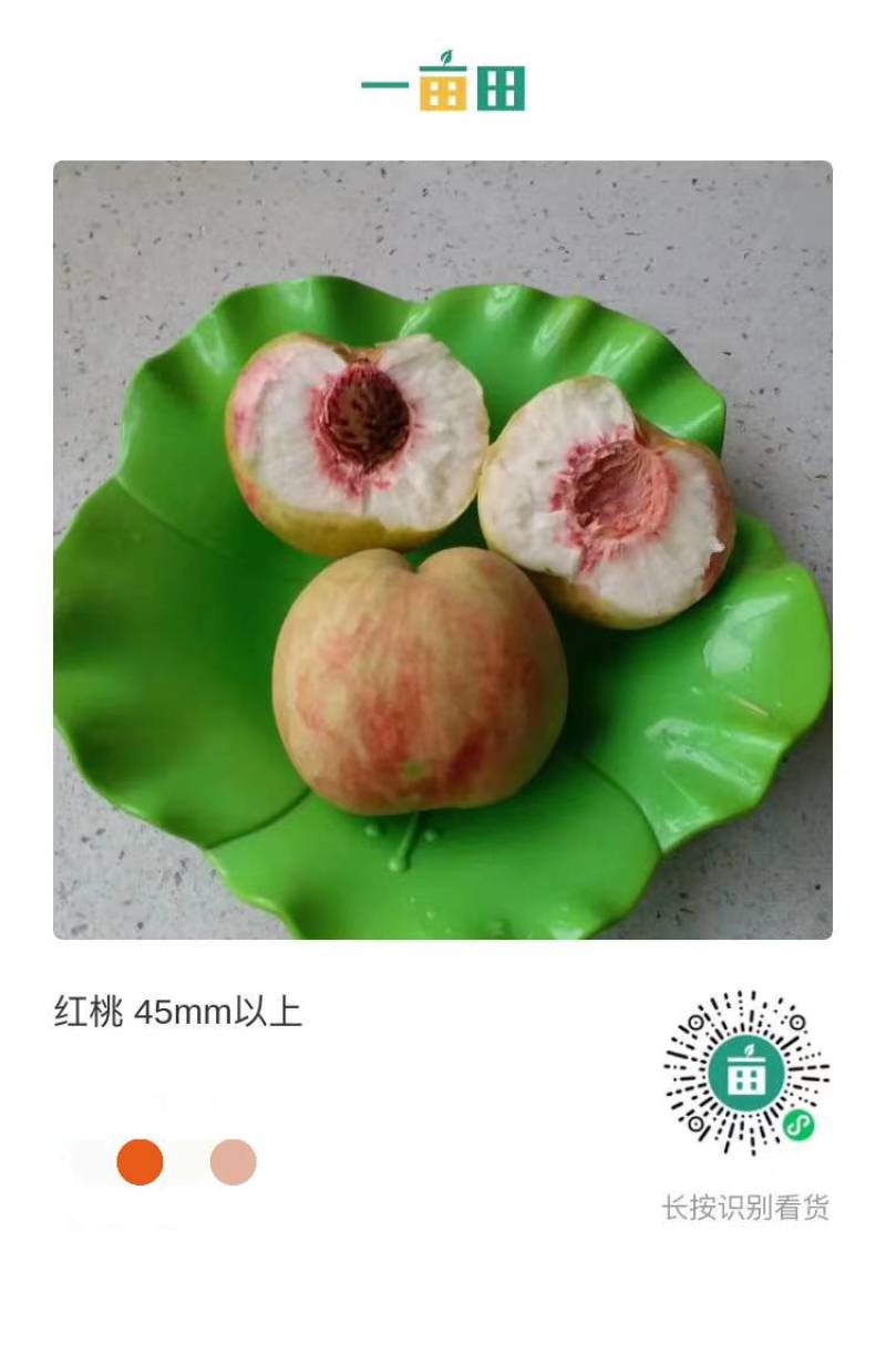 沂水华语桃