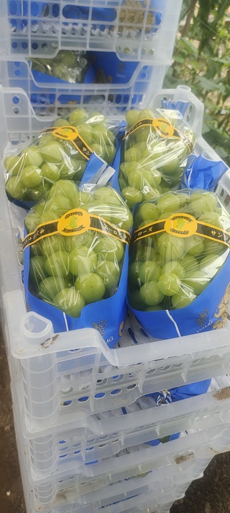 【阳光玫瑰葡萄】河南阳光玫瑰，大量上市中欢迎商超前来采购