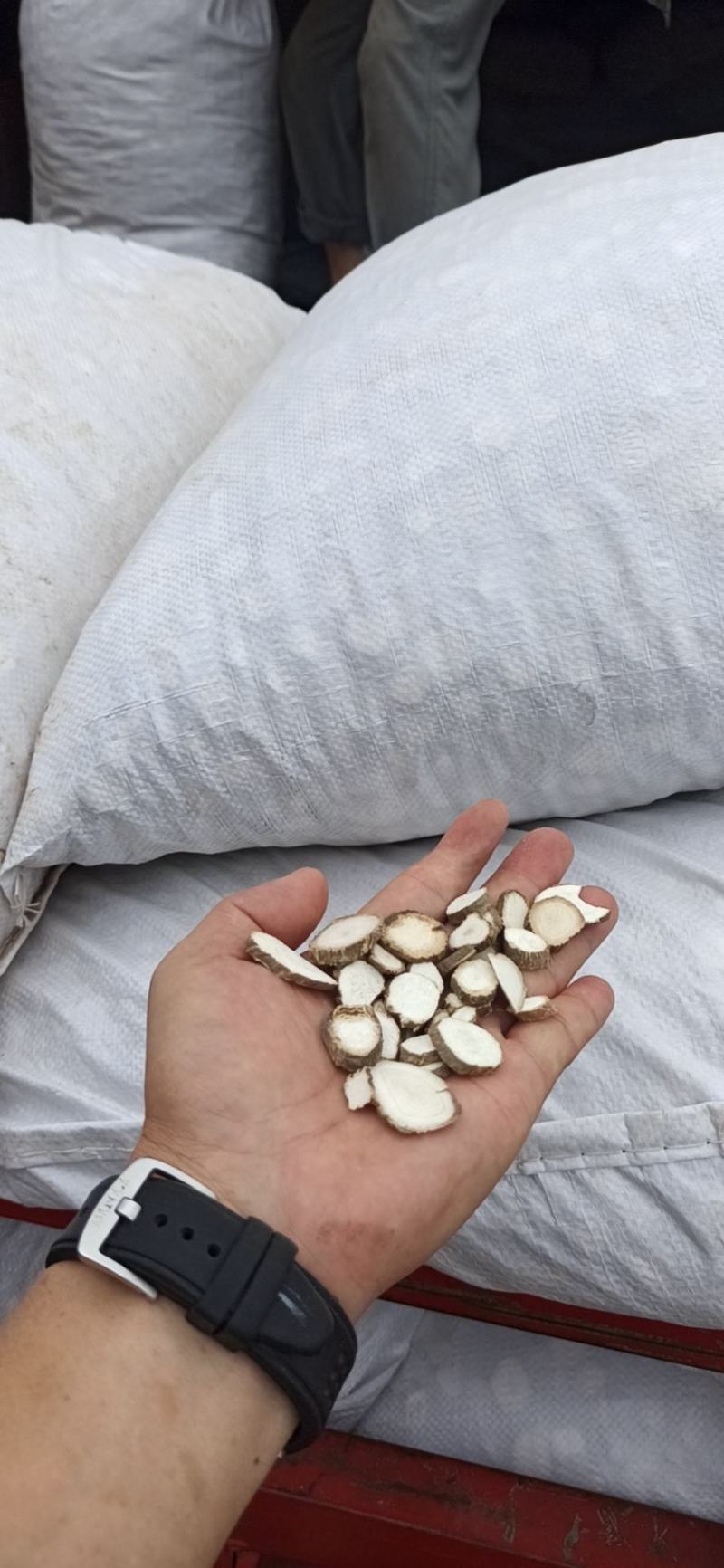 川白芷