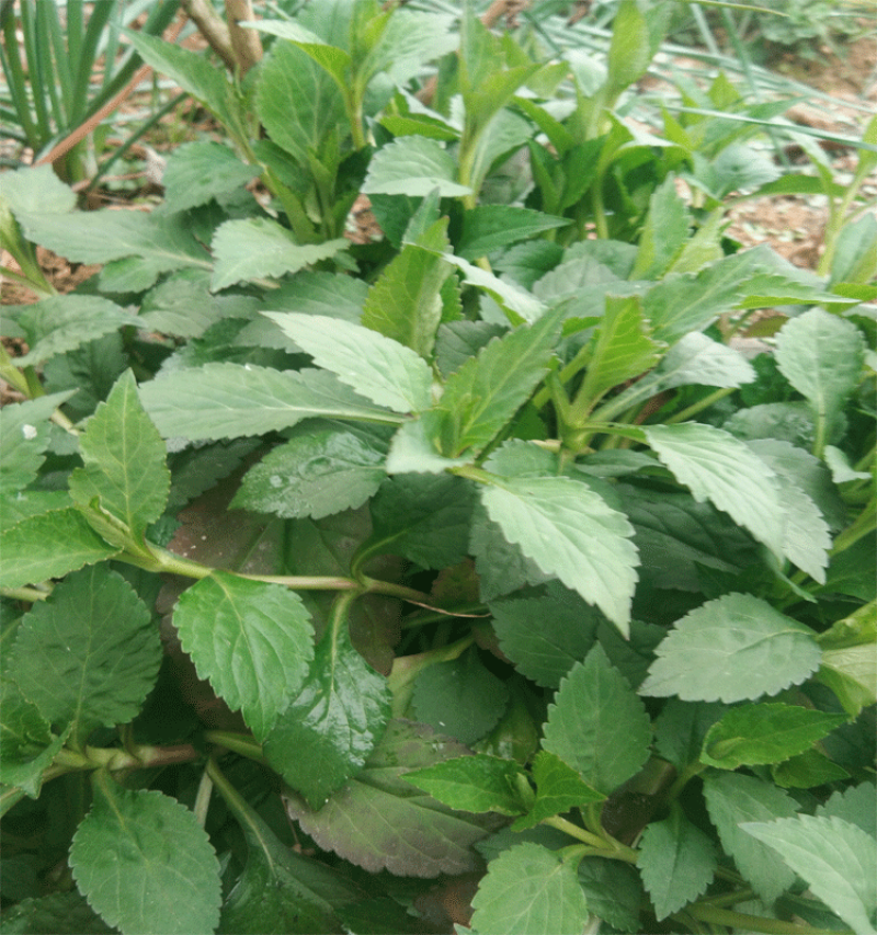 新鲜苦菜野菜败酱草野生苦菜宾馆酒店农家乐特色菜