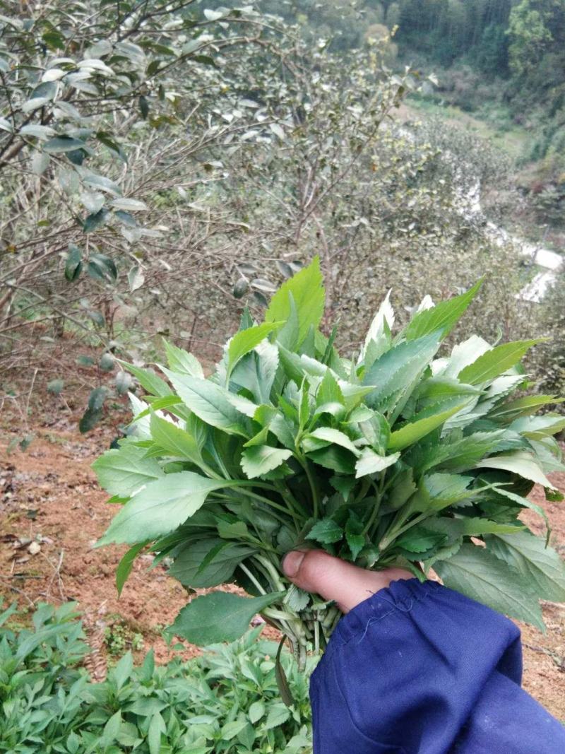 新鲜苦菜野菜败酱草野生苦菜宾馆酒店农家乐特色菜