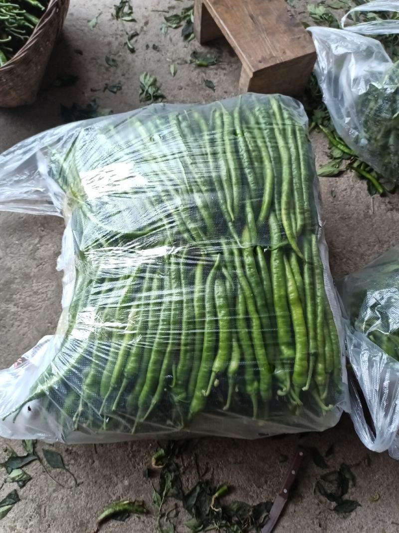 线椒种植基地