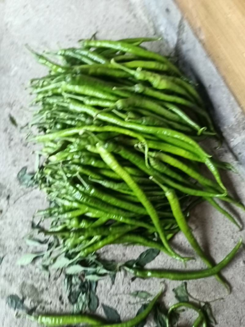 线椒种植基地